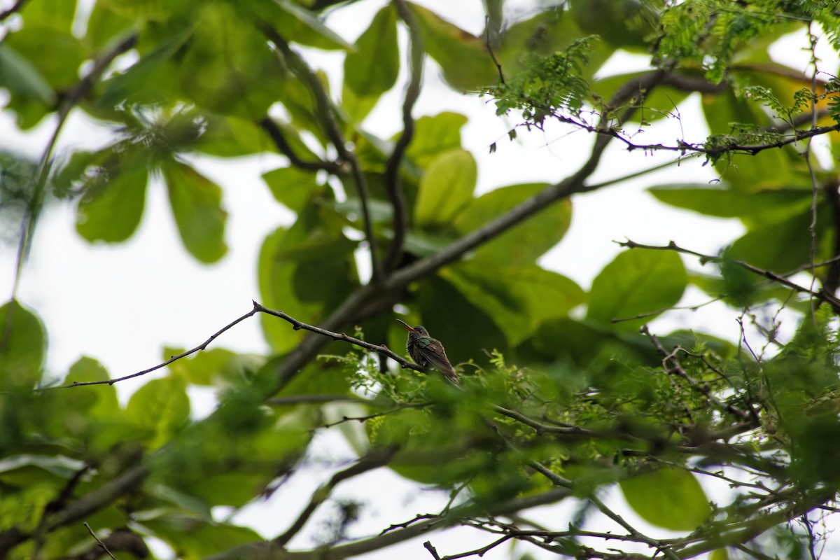 Rufous-tailed Hummingbird - ML620241966