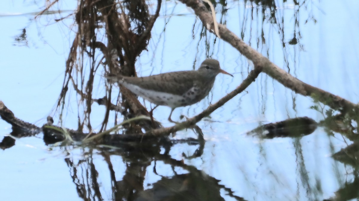 Spotted Sandpiper - ML620241970