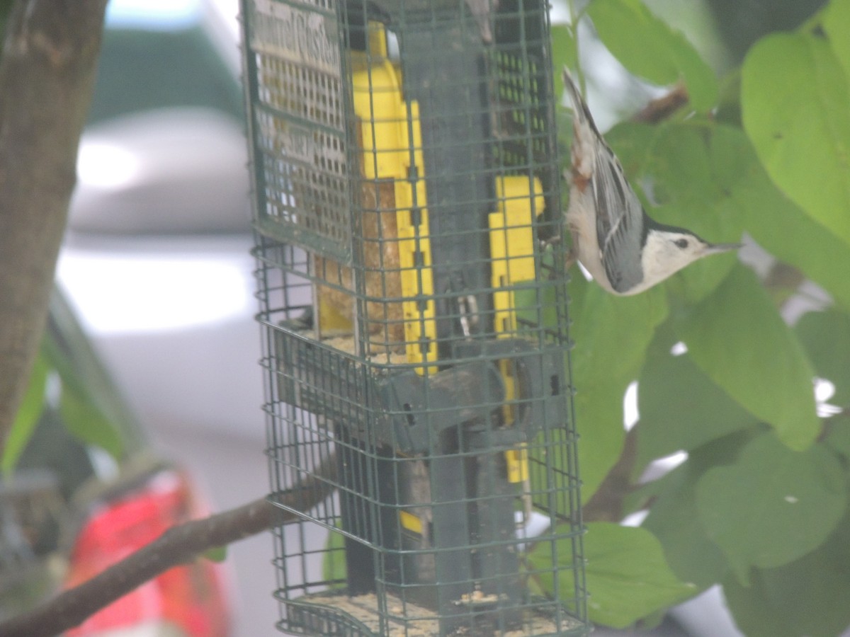 White-breasted Nuthatch - ML620241971