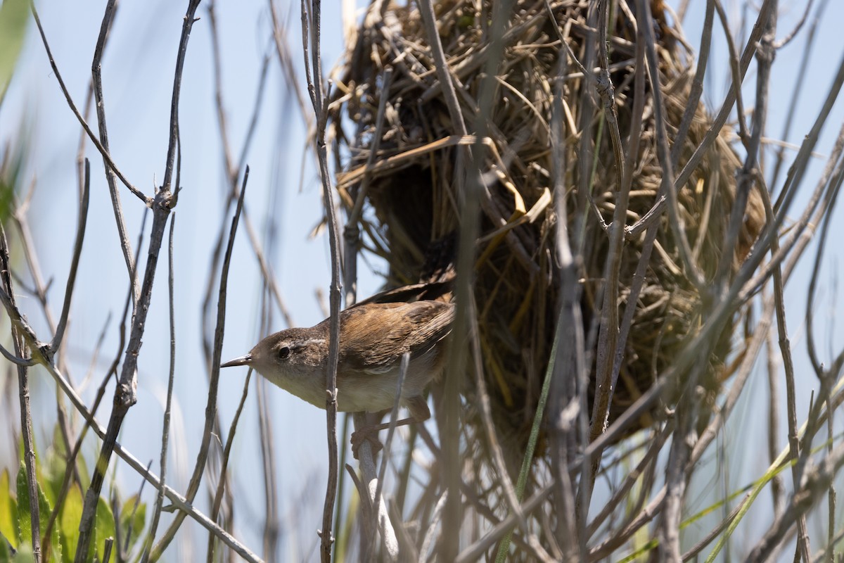 Marsh Wren - ML620241982