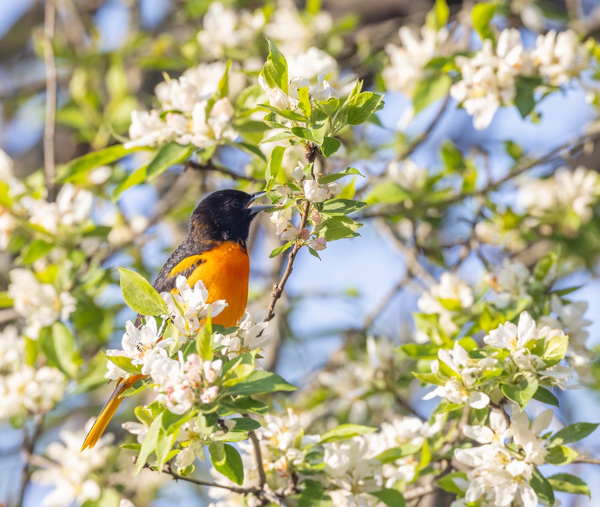 Baltimore Oriole - ML620241989