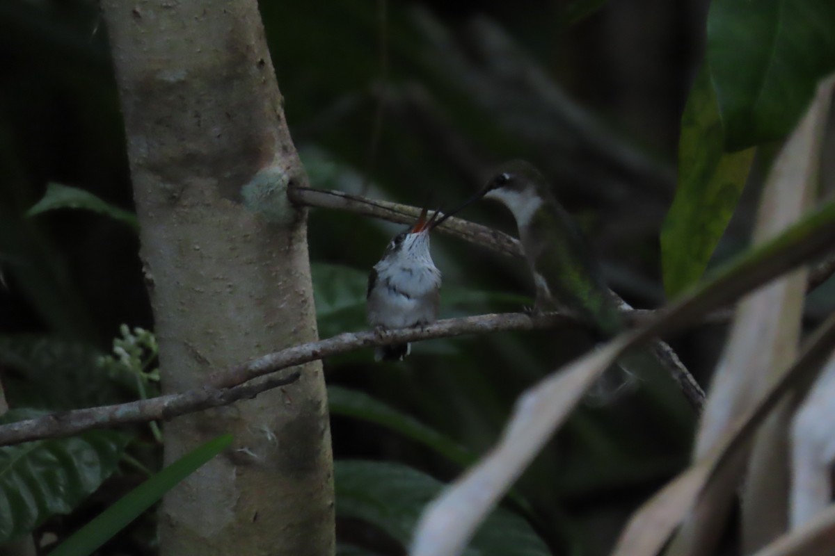 Ruby-throated Hummingbird - ML620241990