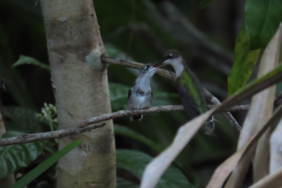 Ruby-throated Hummingbird - ML620241991