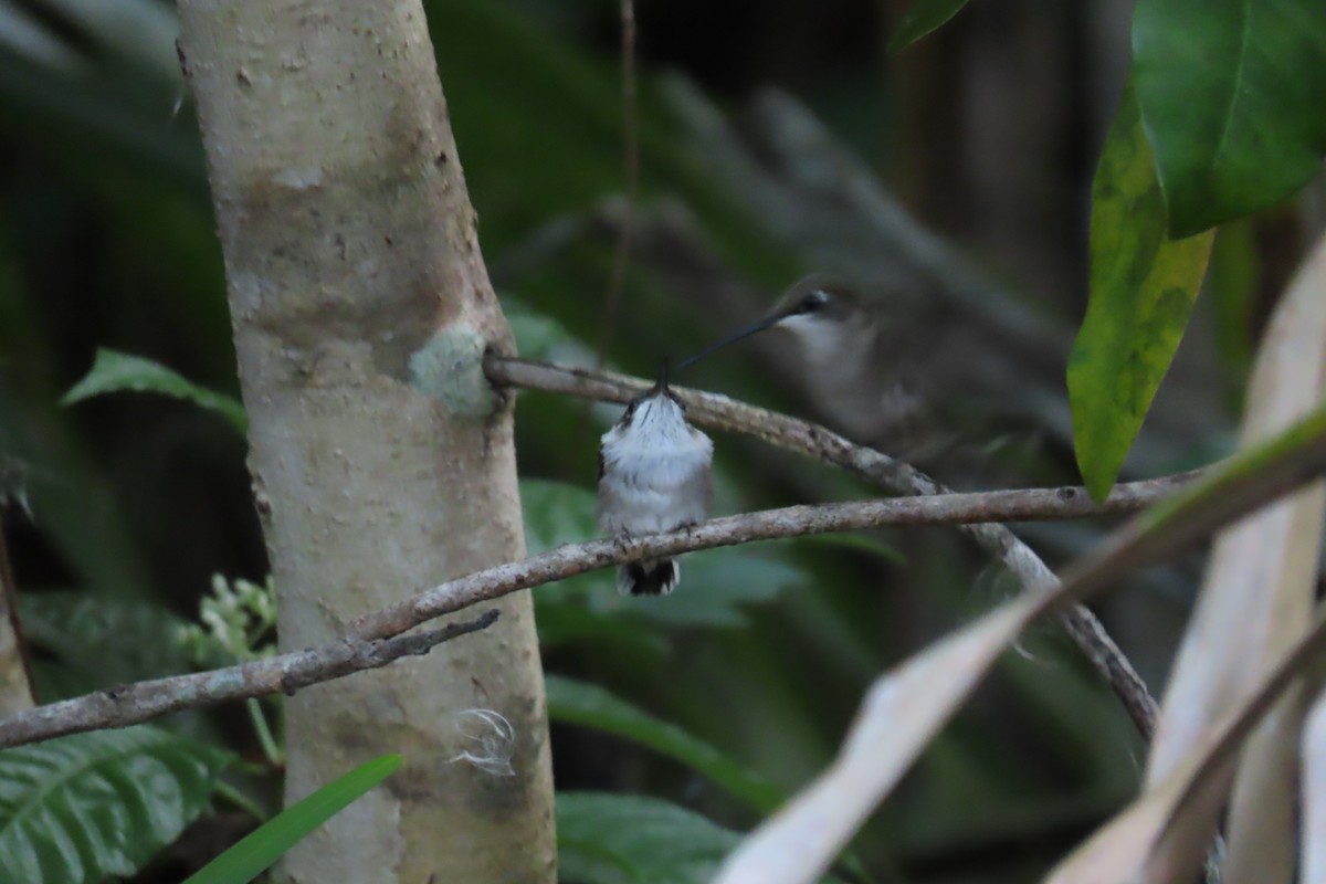 Ruby-throated Hummingbird - ML620241993