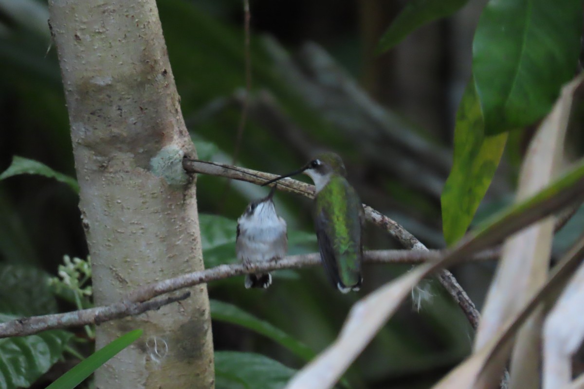 Ruby-throated Hummingbird - ML620241996