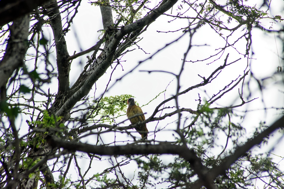 Spot-breasted Woodpecker - ML620242003