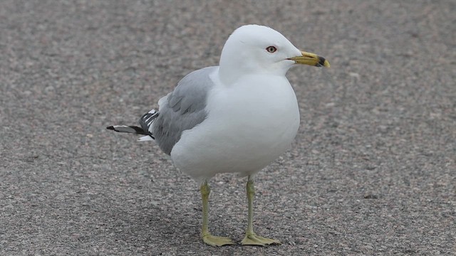 Ring-billed Gull - ML620242005