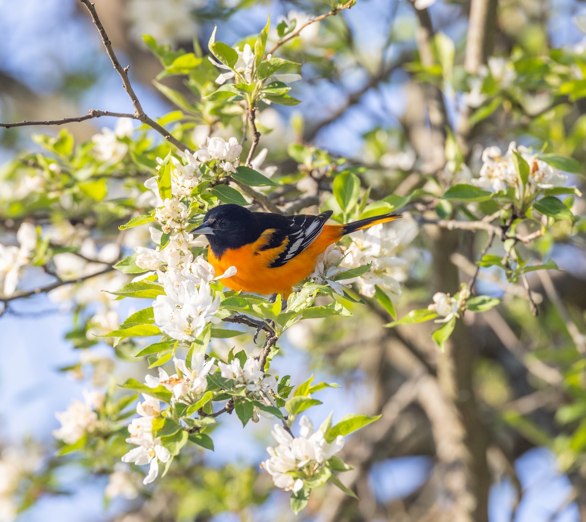 Baltimore Oriole - ML620242006