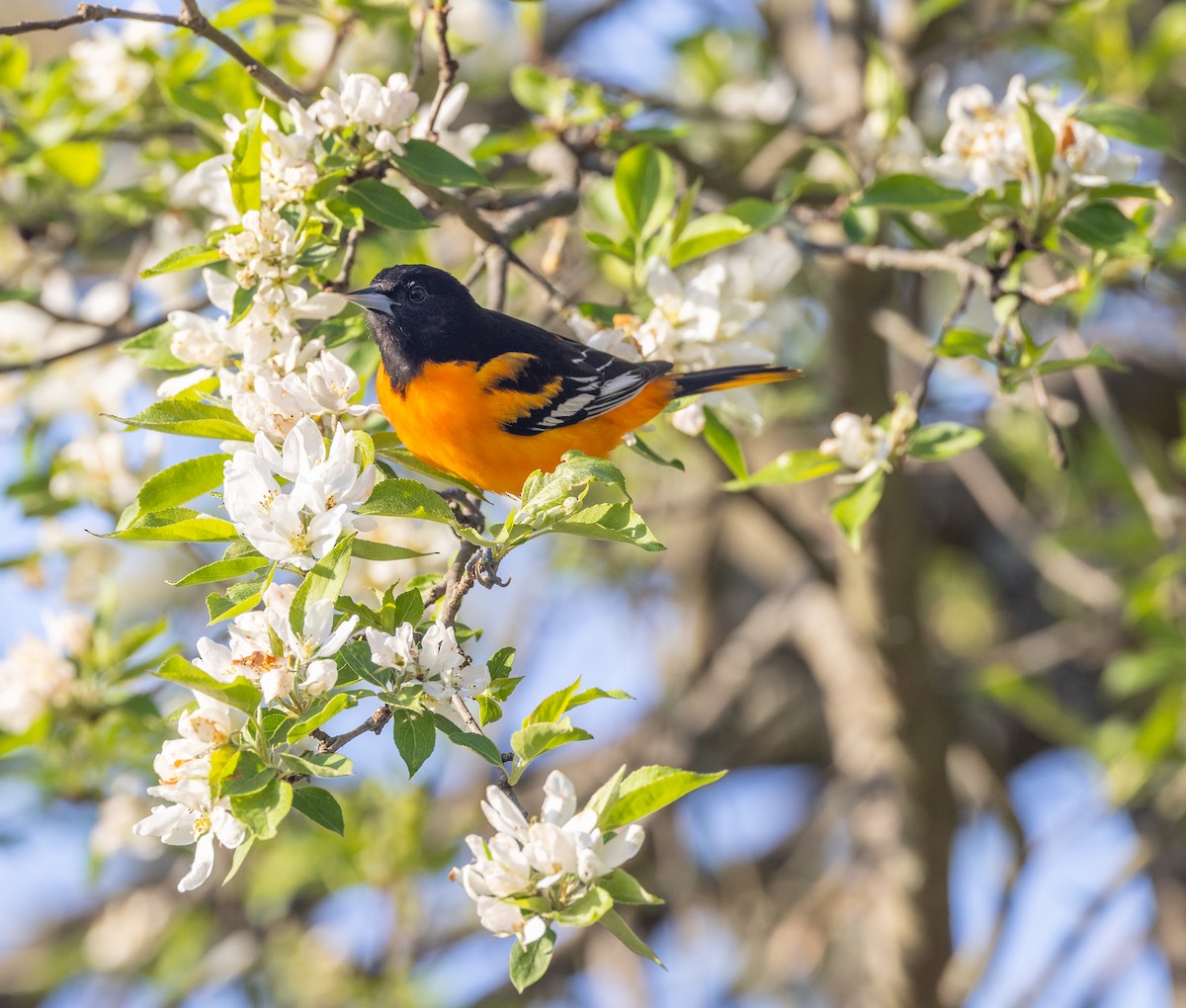 Baltimore Oriole - ML620242007