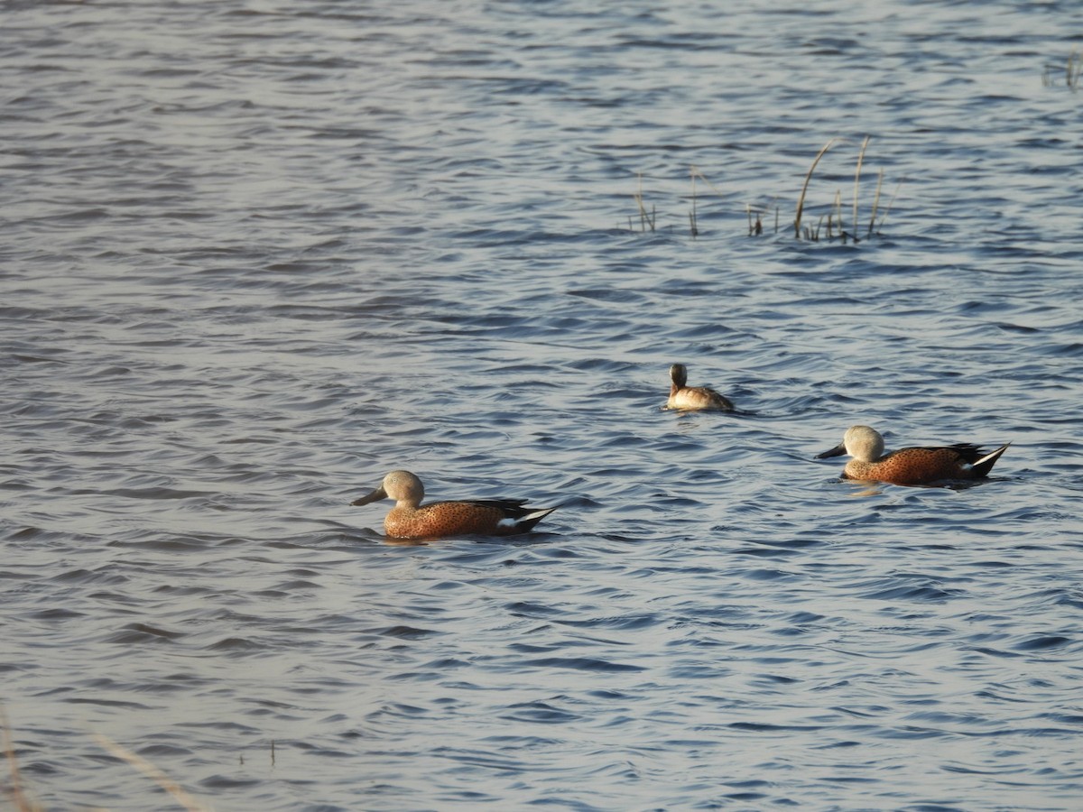 Red Shoveler - ML620242008