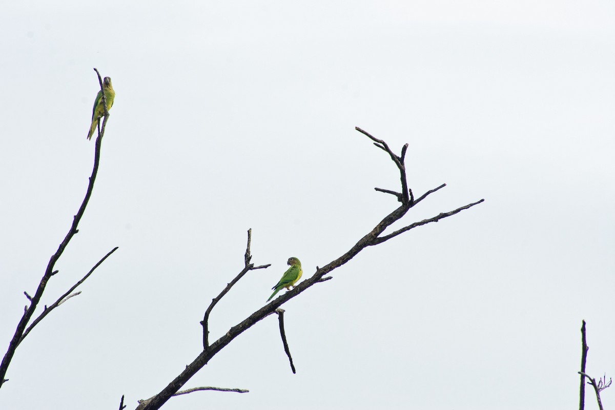 Brown-throated Parakeet - Omar Pineda