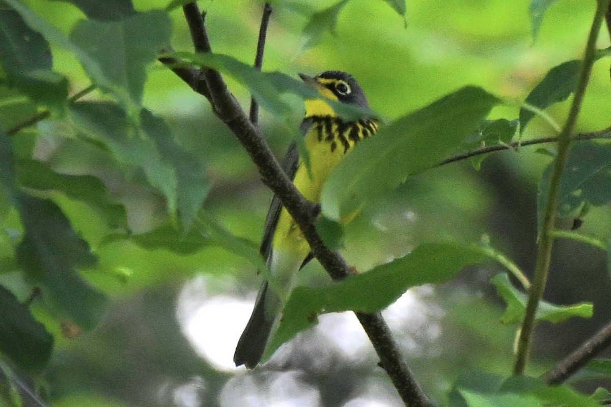 Canada Warbler - ML620242016