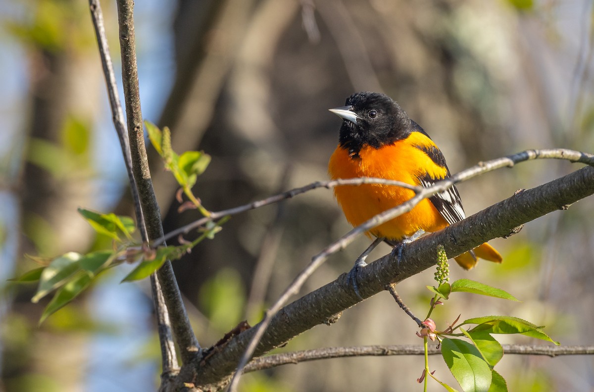 Baltimore Oriole - Matthew Sabourin