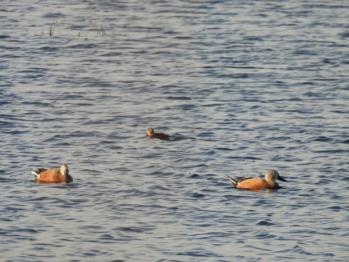 Red Shoveler - AndreLu AndreaVergara