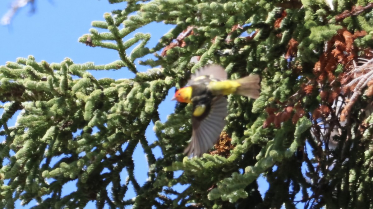 Western Tanager - ML620242031