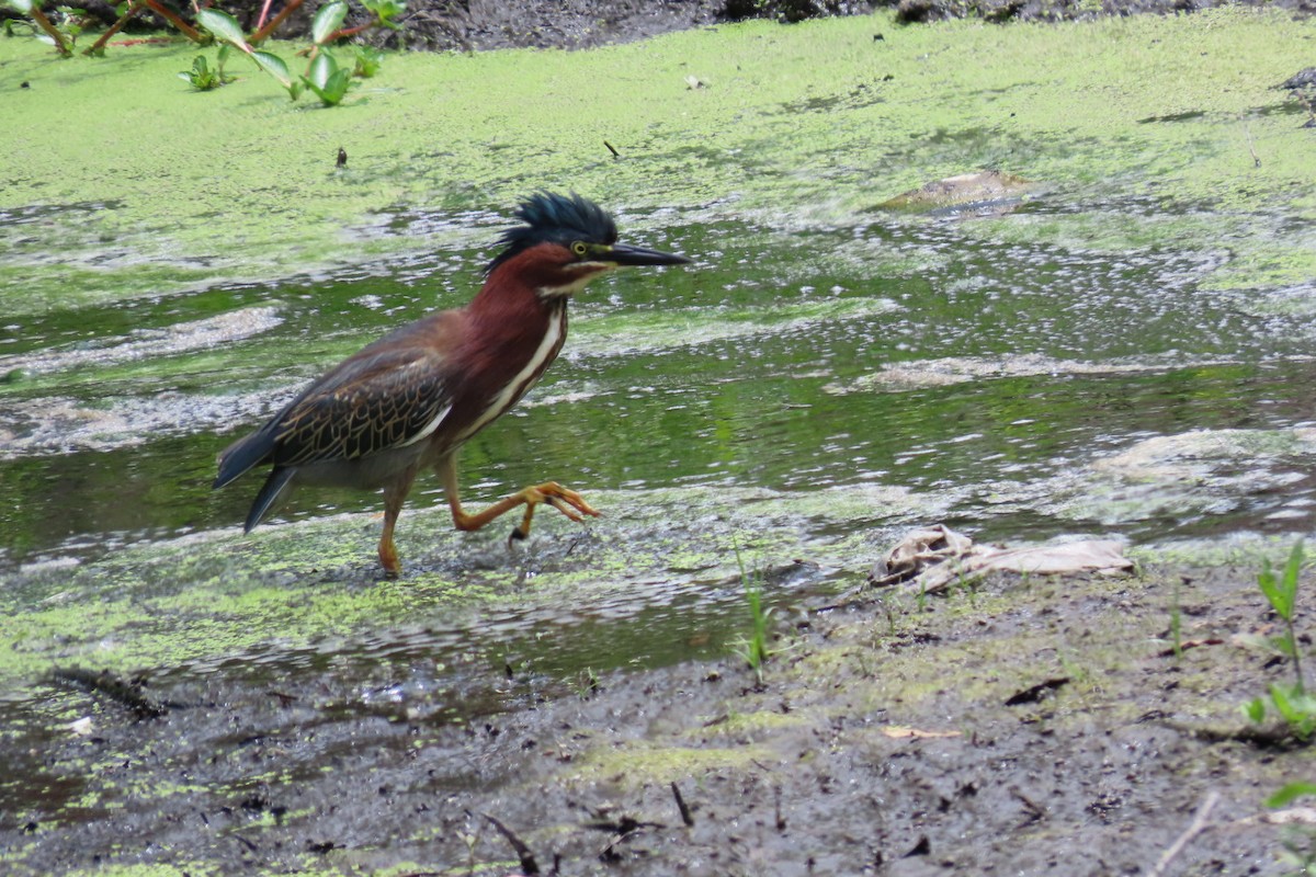 Green Heron - ML620242046