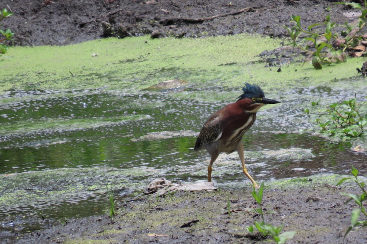 Green Heron - ML620242047