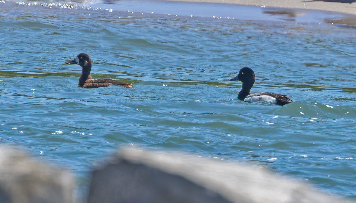 Greater Scaup - ML620242048