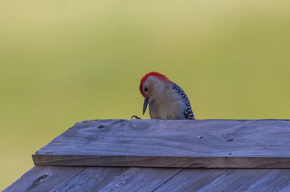 Red-bellied Woodpecker - ML620242078