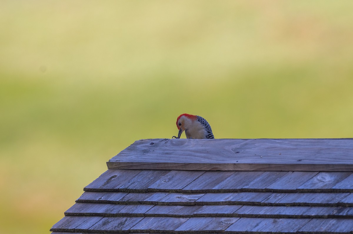 Red-bellied Woodpecker - ML620242079