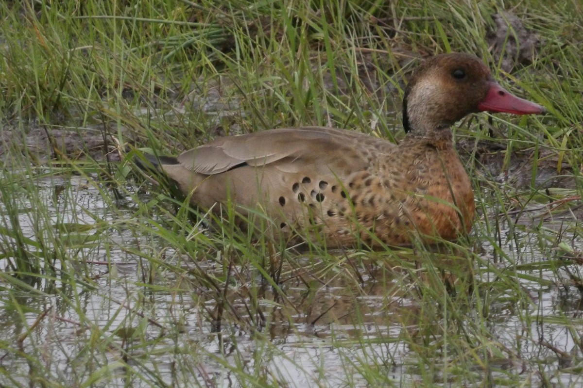 Yellow-billed Teal - ML620242080