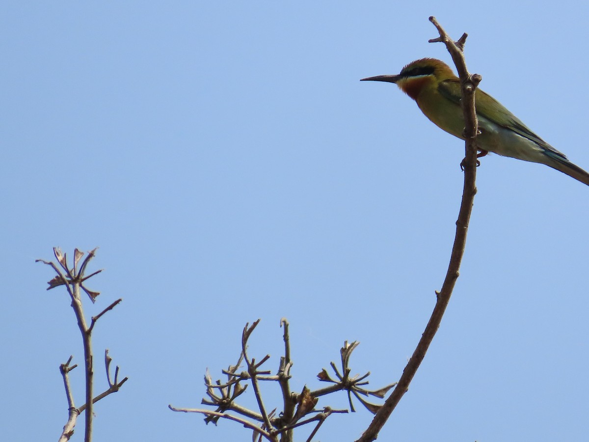 Blue-tailed Bee-eater - ML620242087