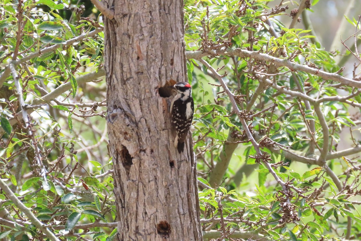 Downy Woodpecker - ML620242088