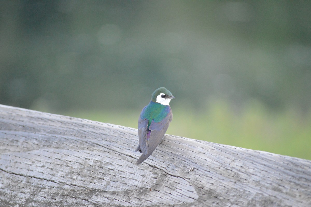 Violet-green Swallow - ML620242095