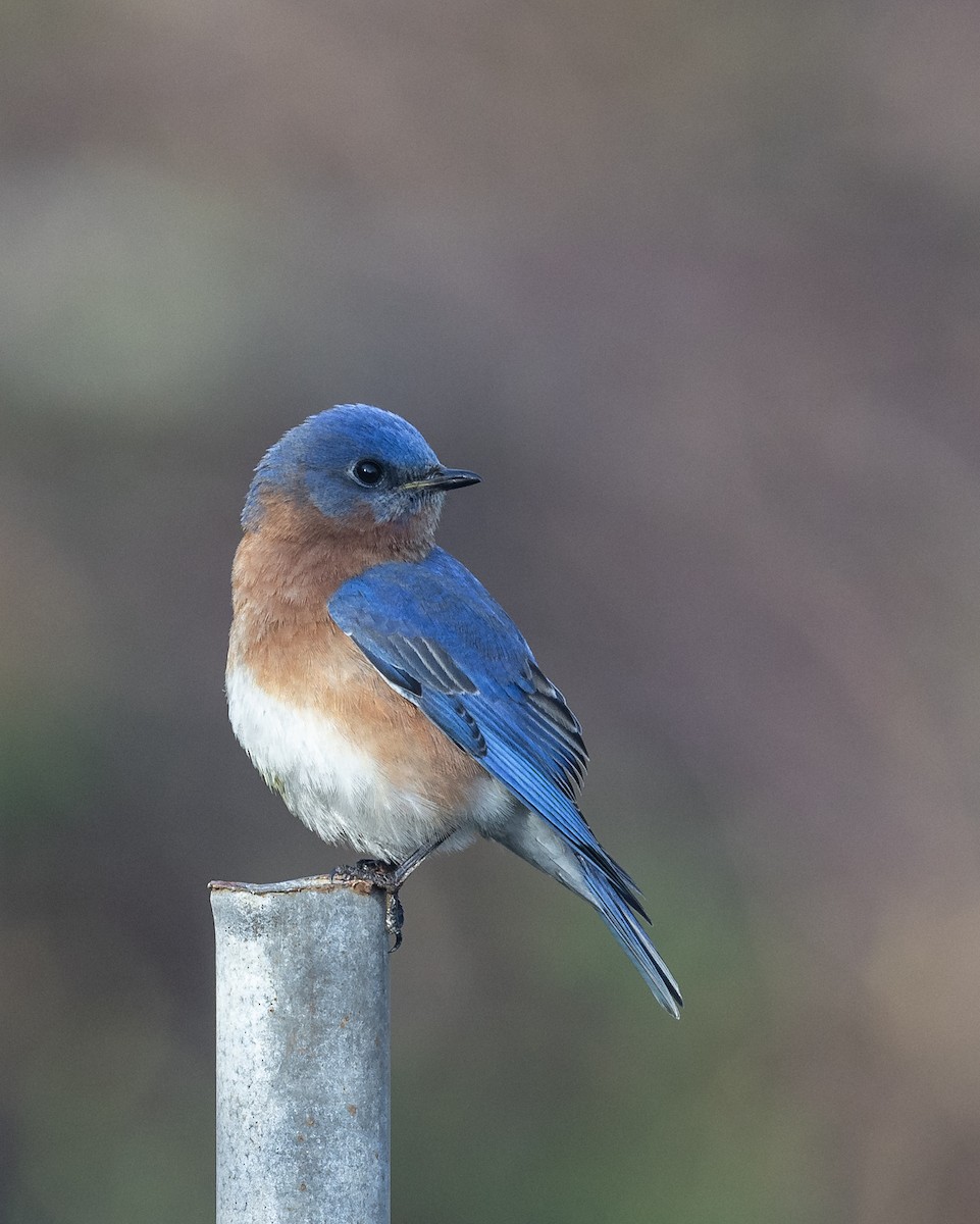 Eastern Bluebird - ML620242096