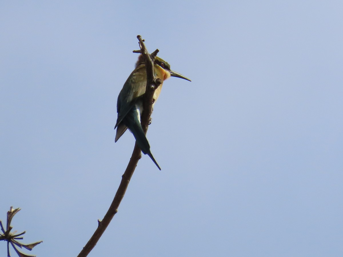 Blue-tailed Bee-eater - ML620242097