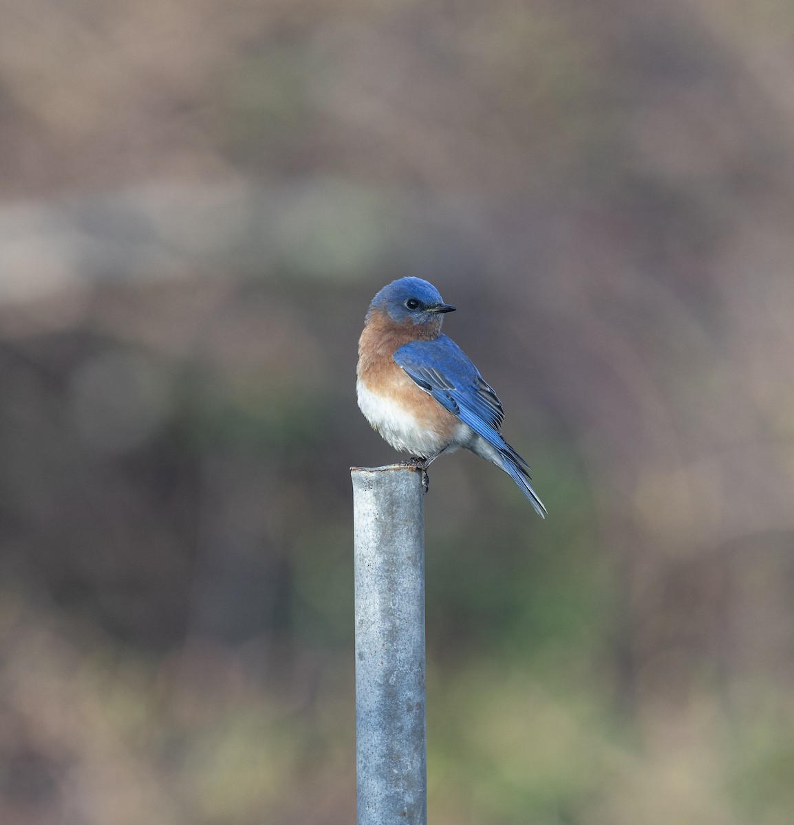 Eastern Bluebird - ML620242099