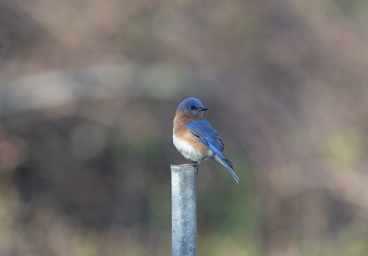 Eastern Bluebird - ML620242100