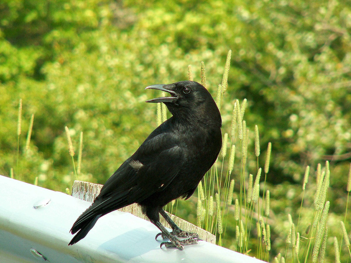 American Crow - ML620242107