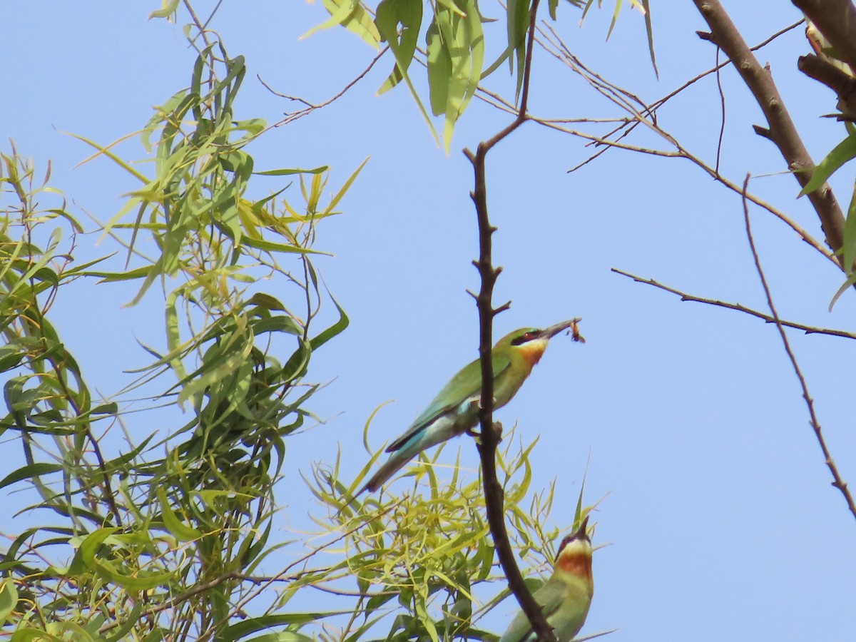 Blue-tailed Bee-eater - ML620242108