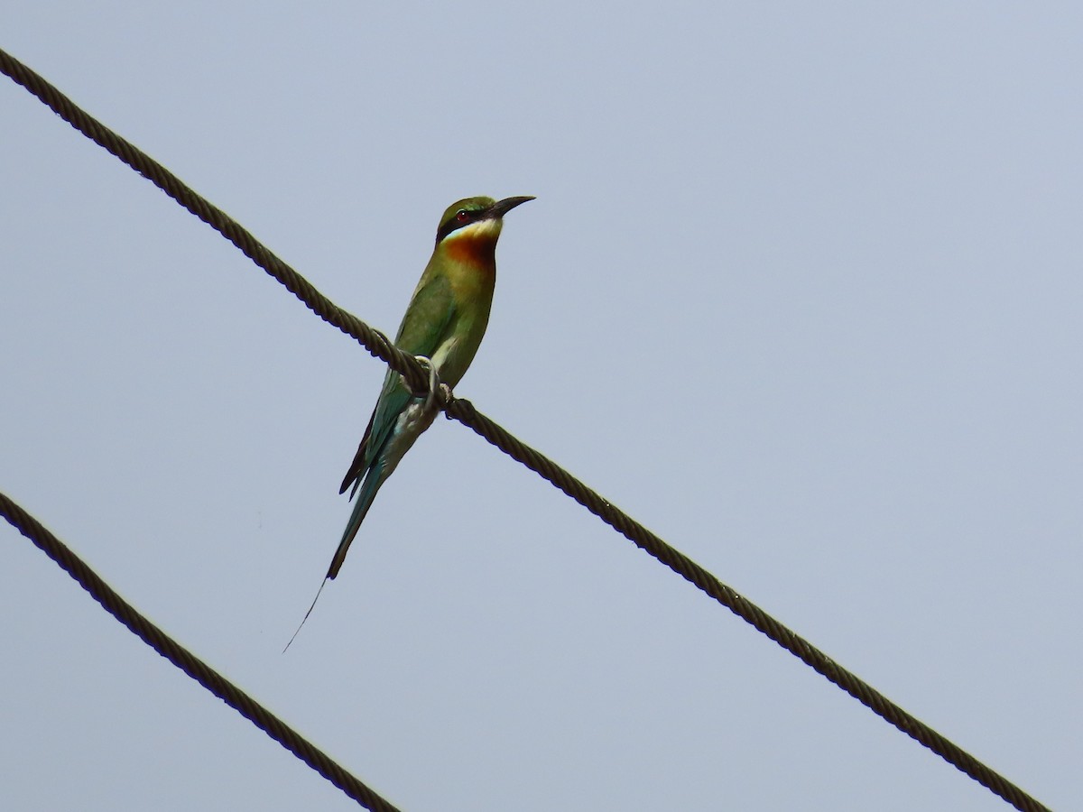 Blue-tailed Bee-eater - ML620242115