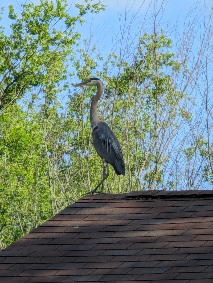 Great Blue Heron - ML620242121