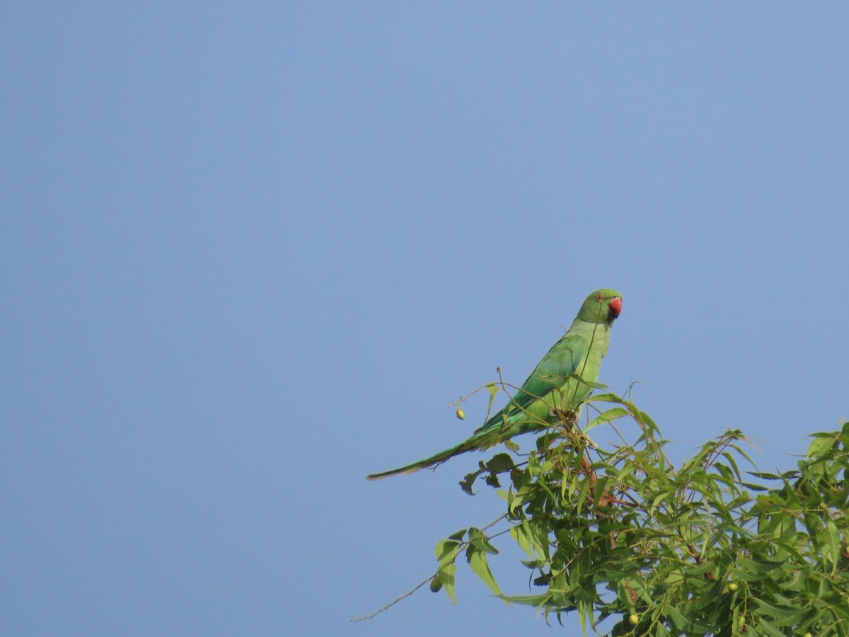 Yeşil Papağan - ML620242122