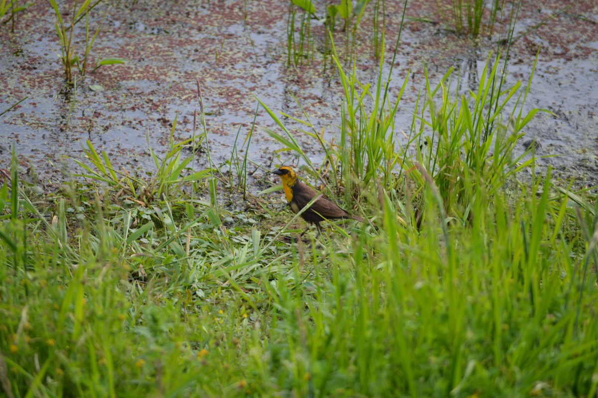 Yellow-headed Blackbird - ML620242123