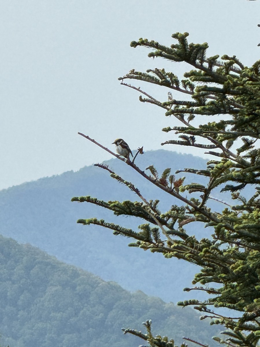 Chestnut-sided Warbler - ML620242124