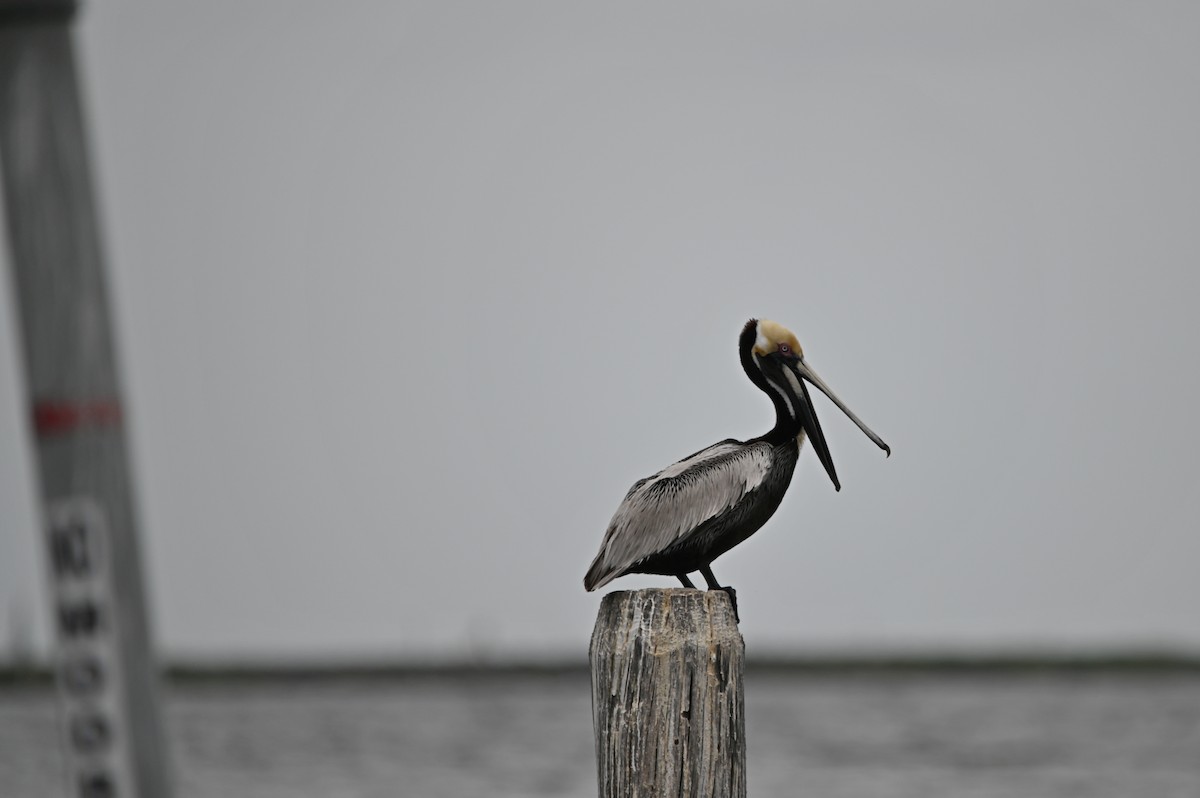 pelikán hnědý - ML620242125