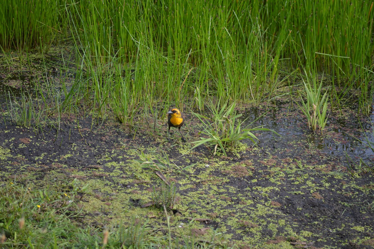 Yellow-headed Blackbird - ML620242126