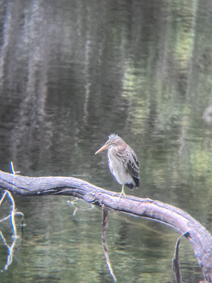 Green Heron - ML620242134