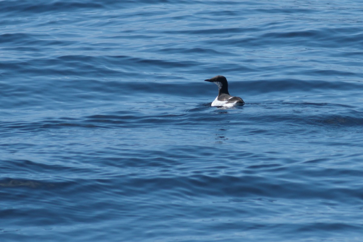 Thick-billed Murre - ML620242135