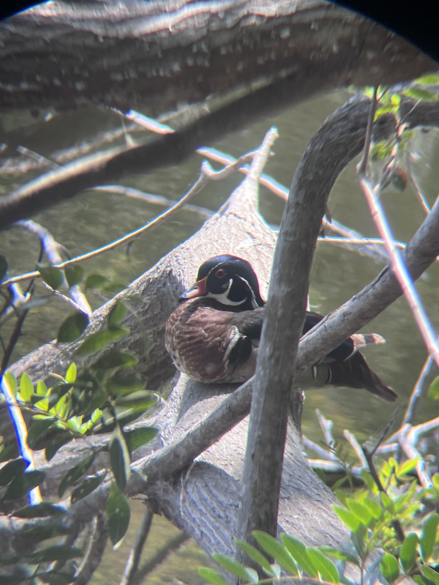 Wood Duck - ML620242146