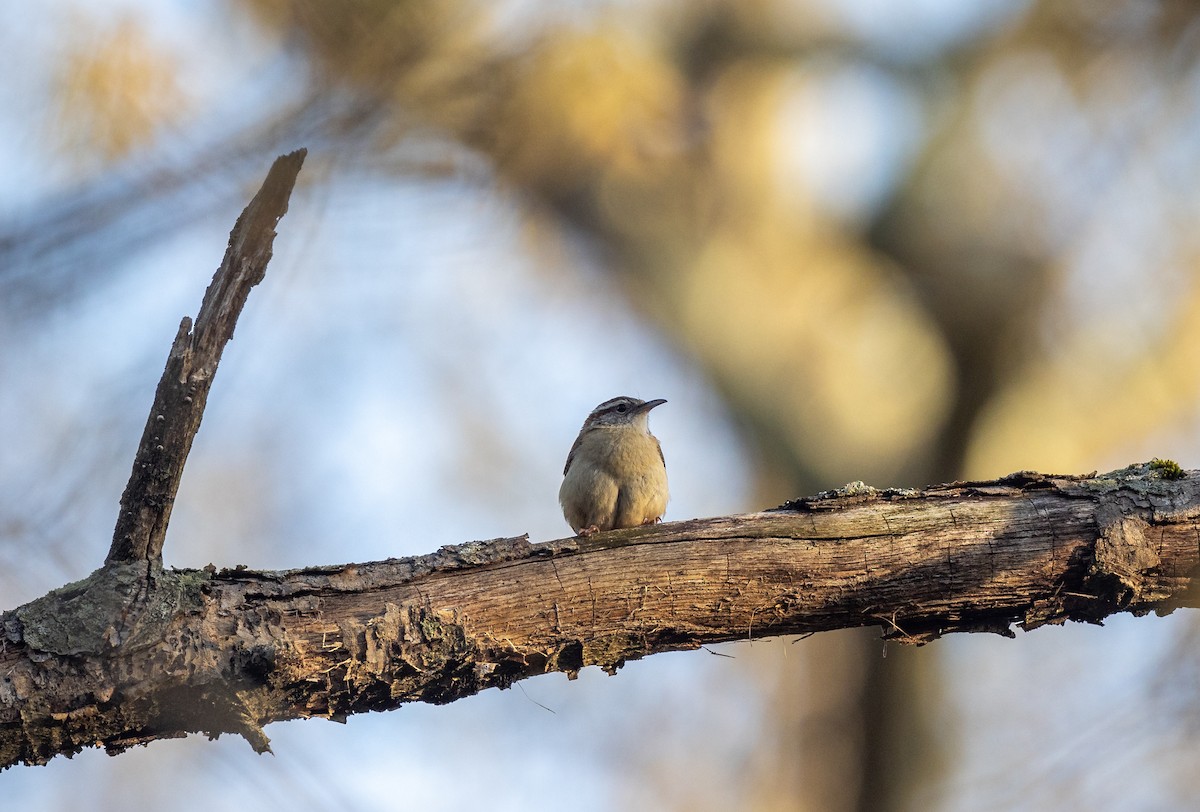 Carolina Wren - ML620242155