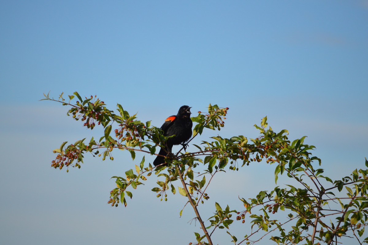Red-winged Blackbird - ML620242156