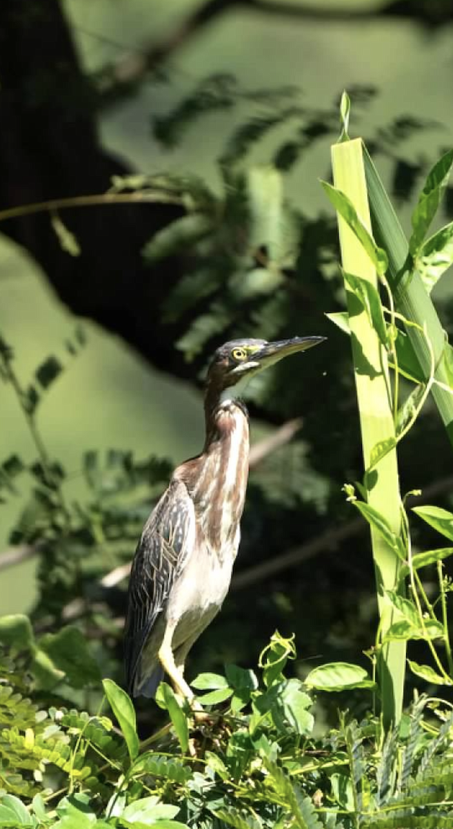 Green Heron - ML620242166