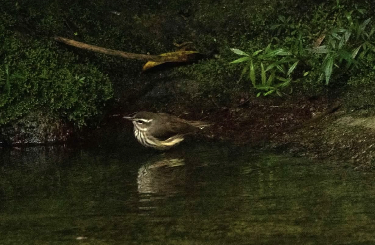 Northern Waterthrush - ML620242168