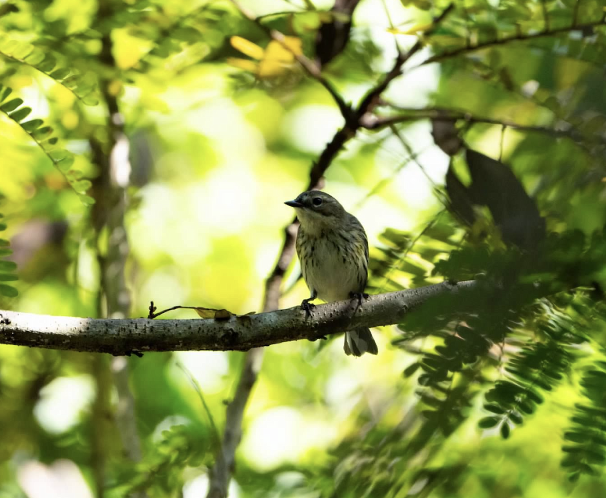 Palm Warbler - ML620242169