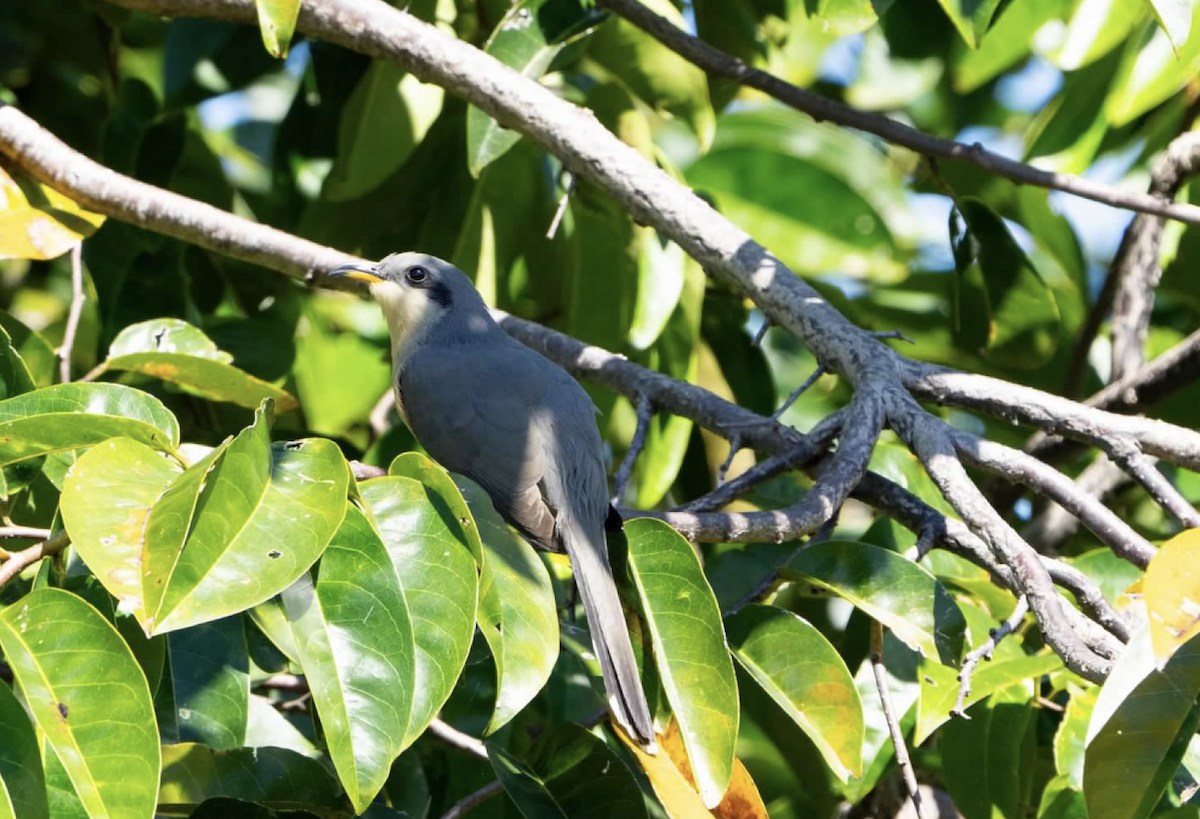 Mangrove Cuckoo - ML620242173